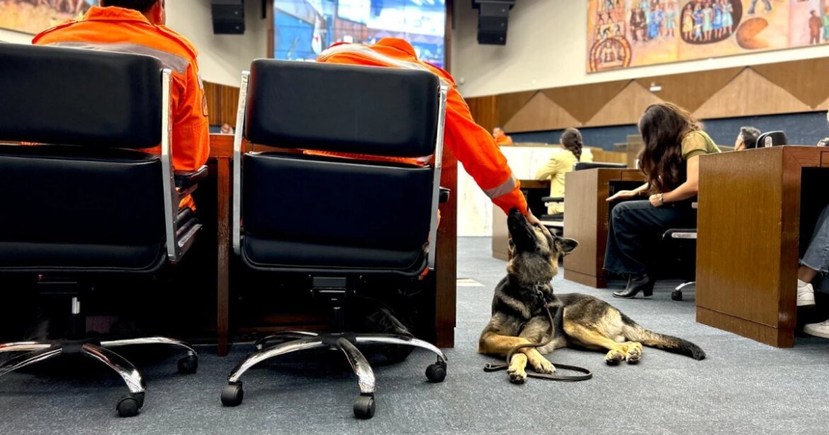 publicada-lei-que-autoriza-uso-de-corpos-humanos-no-treino-de-caes-em-bh