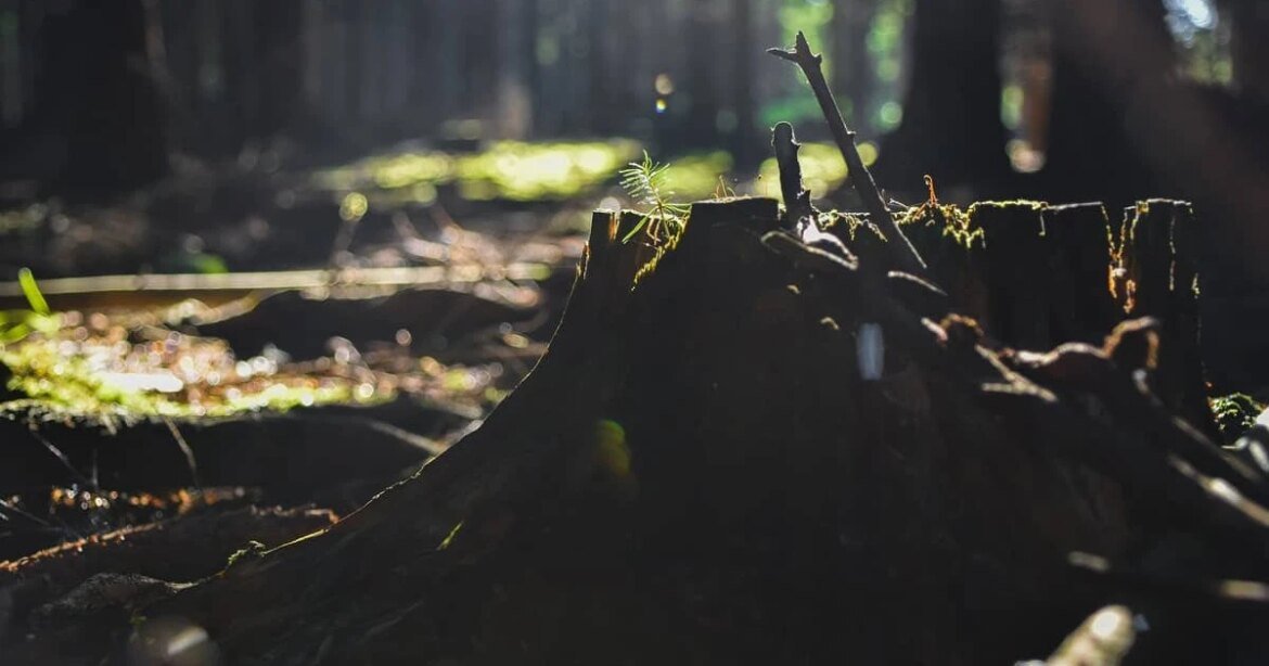 para-cada-us$-1-investido-na-natureza,-us$-30-financiam-sua-destruicao,-diz-onu