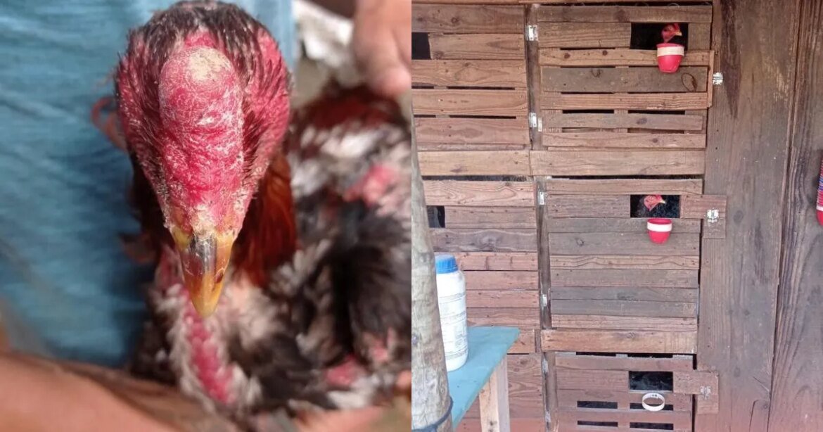 homem-e-preso-por-pratica-de-rinha-de-galos-e-pm-resgata-animais-maltratados-em-mg