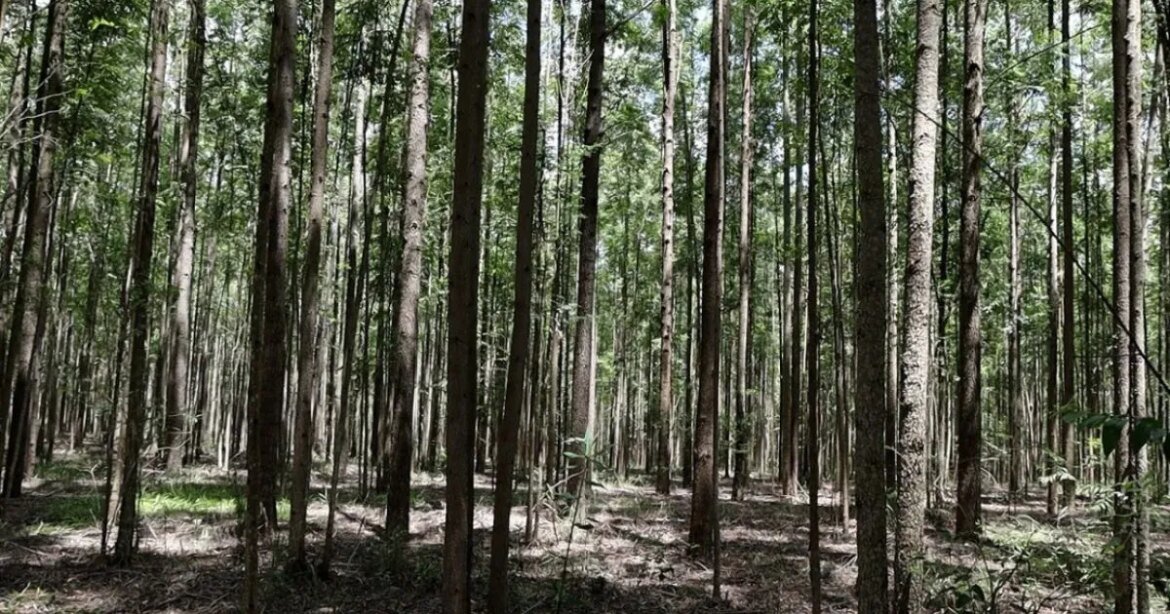 florestas-plantadas-ganham-papel-estrategico-na-producao-de-alimentos-em-mg