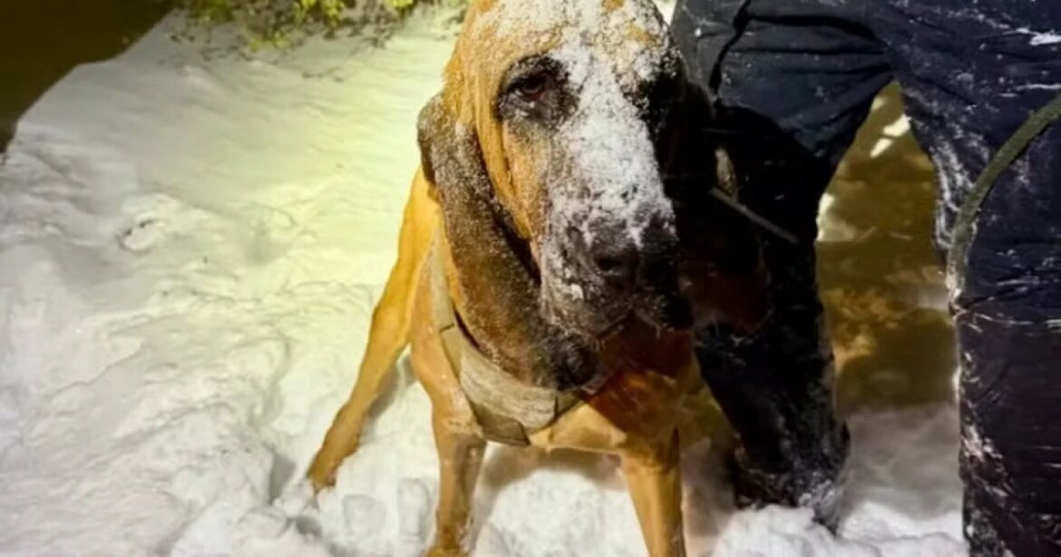 cao-encontra-adolescente-autista-desaparecido-em-trilha-de-neve,-nos-eua