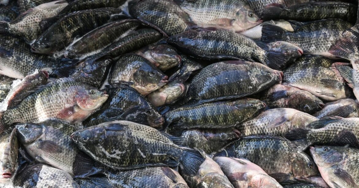 justica-dos-eua-derruba-tarifaco-e-brasil-deve-exportar-us$-100-milhoes-em-peixes