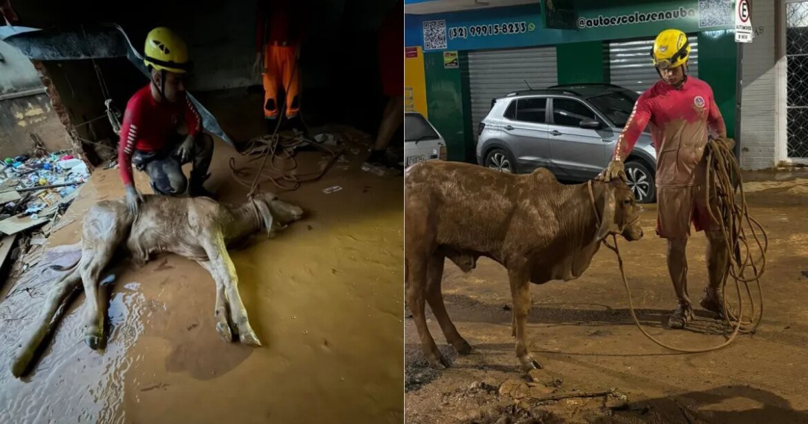 bezerro-que-ficou-ilhado-em-enchente-e-resgatado-em-juiz-de-fora;-veja-video